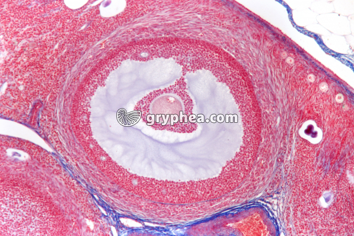 Follicule mûr de Lapine x25 - gryphea.com